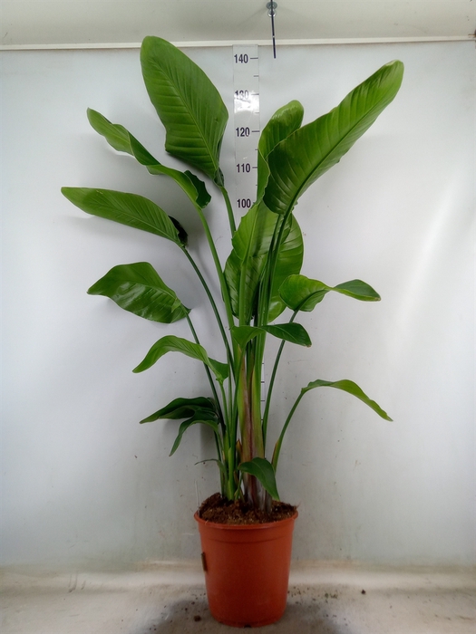 <h4>Strelitzia nicolai</h4>