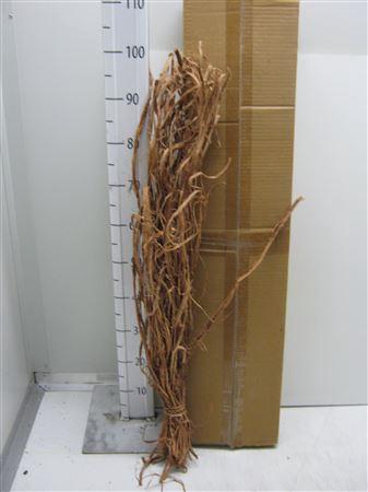 <h4>Liane Raffia Natuur</h4>