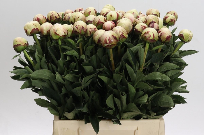 <h4>Paeonia Odile</h4>