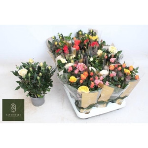 RO KORDAN GRANDE GEM