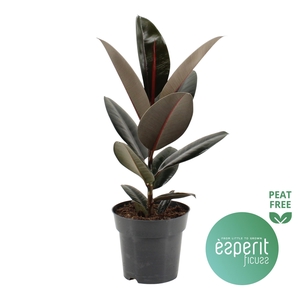 Ficus elastica Abidjan