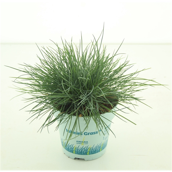 <h4>Festuca glauca CompactA Blue®</h4>