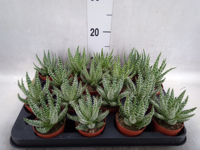 Aloe humilis