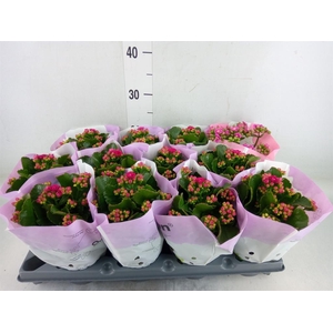 Kalanchoe blos.   ..rosebud