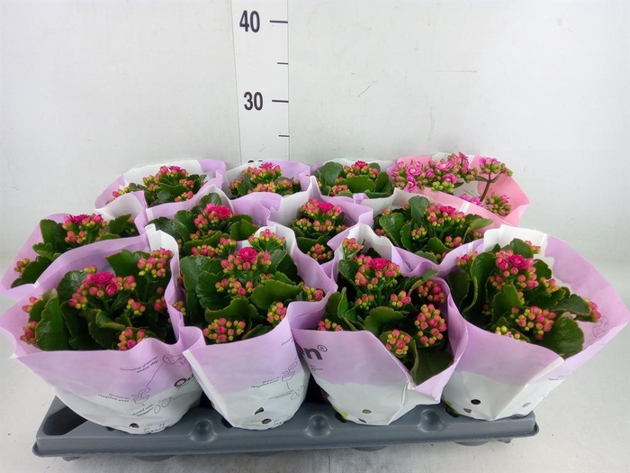 <h4>Kalanchoe blos.   ..rosebud</h4>