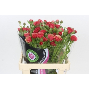 Ranunculus Natura Moderna Allegria