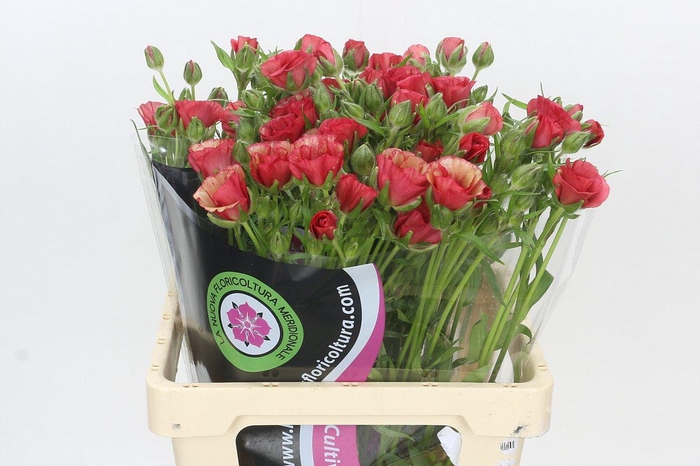 <h4>Ranunculus Moderna Allegria</h4>