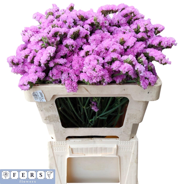 <h4>LIM S FANTASIA WINGS</h4>