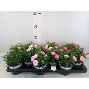 Dianthus 'I Love U'