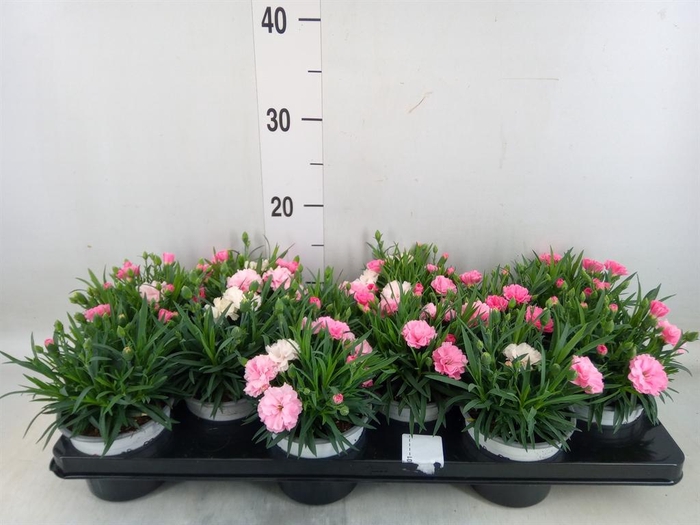 <h4>Dianthus 'I Love U'</h4>