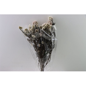 Dried Ozothamnus White Bunch Slv