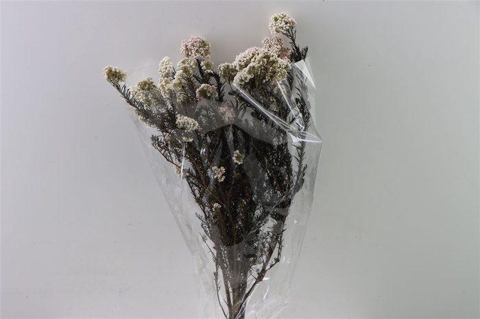 <h4>Dried Ozothamnus White Bunch Slv</h4>