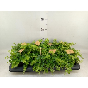 Peperomia rotundifolia