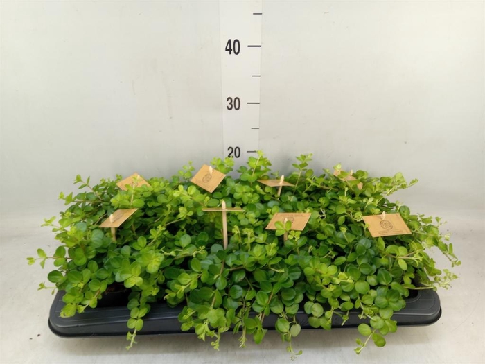 <h4>Peperomia rotundifolia</h4>