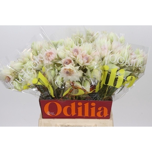 Blushing Bride 4/6 Flowers