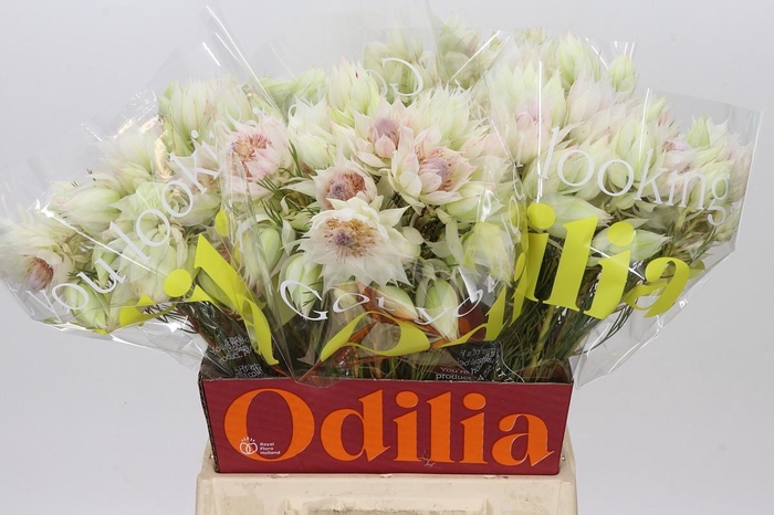 <h4>Blushing Bride 4/6 Flowers</h4>
