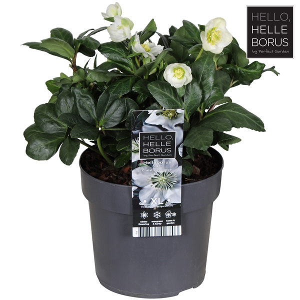 <h4>Helleborus niger 'Christmas Carol' P19</h4>