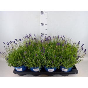 Lavandula angus. 'Hidcote'