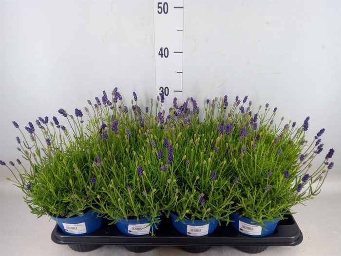 <h4>Lavandula angus. 'Hidcote'</h4>