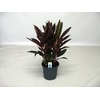 Cordyline Rumba Toef 19 cm