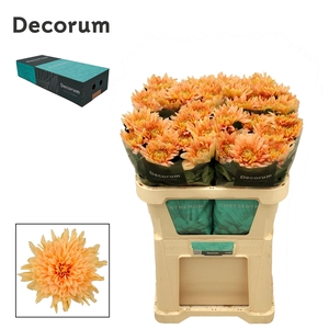 Chr G Kalimba Salmon