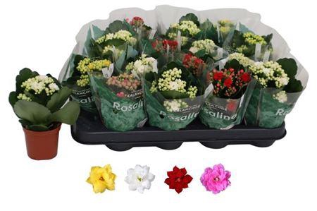 <h4>Kal Ge Ro Gem 4 Kl</h4>