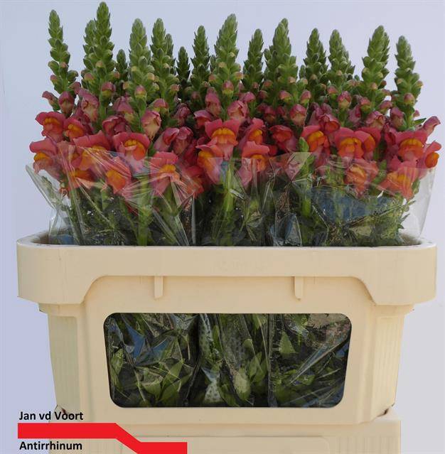 <h4>Antir Antibes Orange Voort</h4>