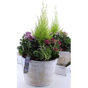 ARR TUINPLANTEN