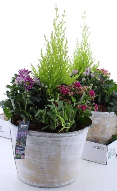 <h4>ARR TUINPLANTEN</h4>
