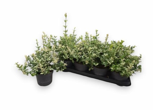<h4>EUONYMUS FO HARLEQUI</h4>