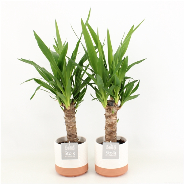 <h4>Yucca in Milou keramiek</h4>