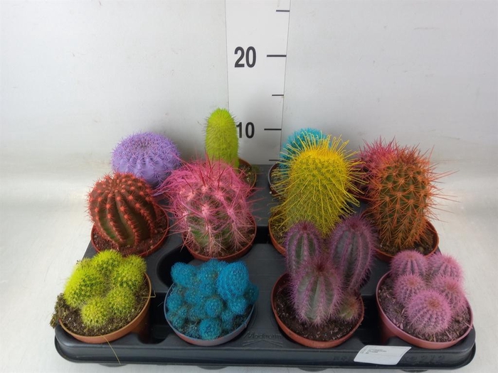 <h4>Cactus   ...</h4>