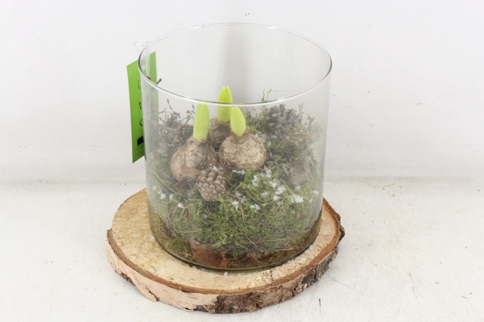 arr4 Hyacint MB - Hout schijf cilinder XL