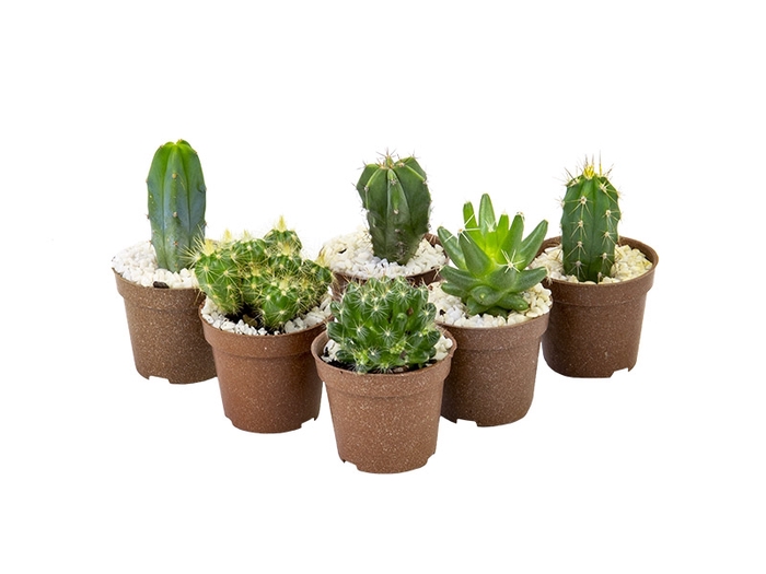 CACTUS MINI P06