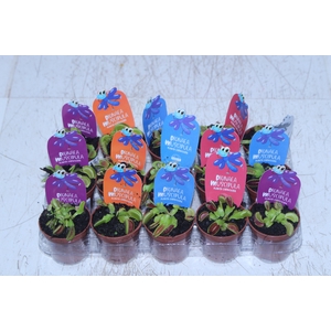 CARNIVORA DIONAEA P06