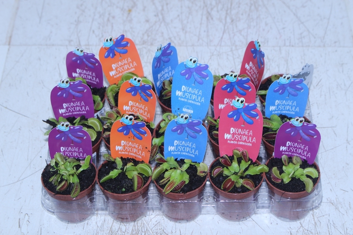 CARNIVORA DIONAEA P06
