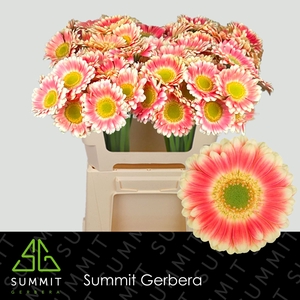 Gerbera MI Tompouce