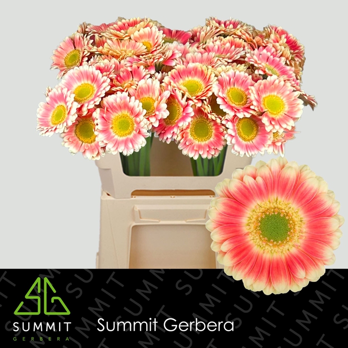 <h4>Gerbera MI Tompouce</h4>