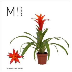 Mimesis Guzmania Suerte Orange - 12 cm