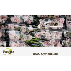CYMB T DELMONTE