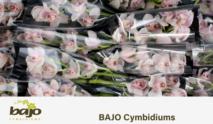 <h4>CYMB T DELMONTE</h4>