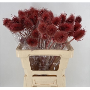 CARDO PALUSTRE PINK