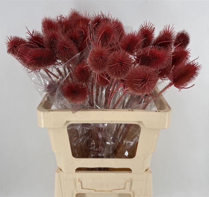 <h4>CARDO PALUSTRE PINK</h4>