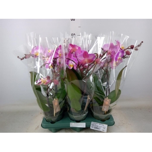 Phalaenopsis  'Spirit Pink'