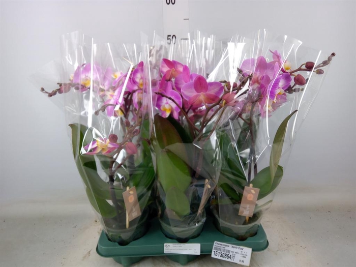 <h4>Phalaenopsis  'Spirit Pink'</h4>
