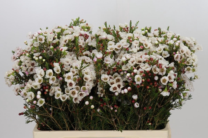 <h4>Chamelaucium Moonlight Delight</h4>