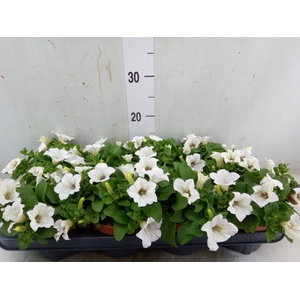 Petunia  'Surfinia Baby White'