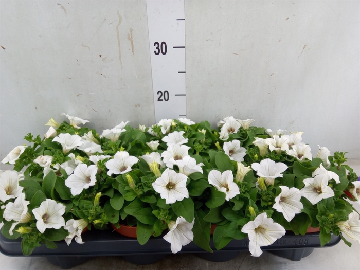 <h4>Petunia  'Surfinia Baby White'</h4>