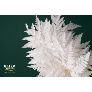 Dried Bleached Leatherleaf