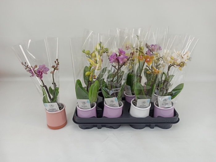 <h4>PHAL MINI</h4>
